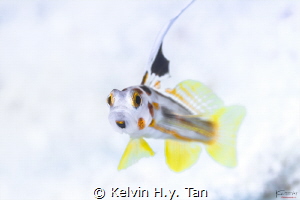 Yasha goby, common in/ near japan but not elsewhere by Kelvin H.y. Tan 